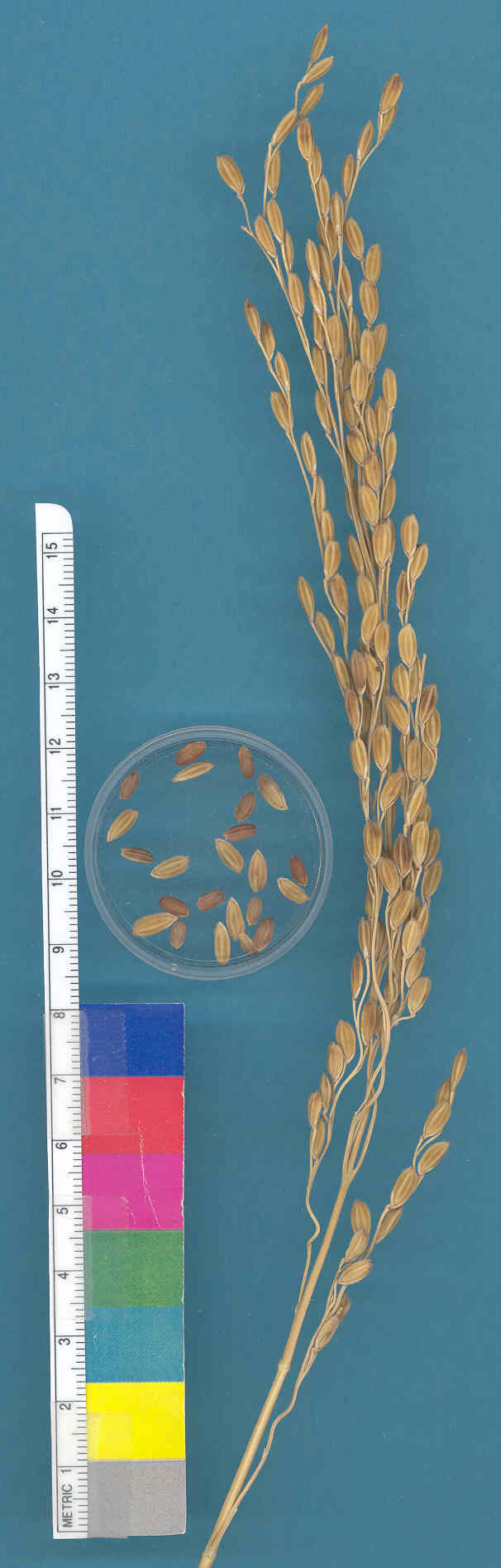 KERNELS