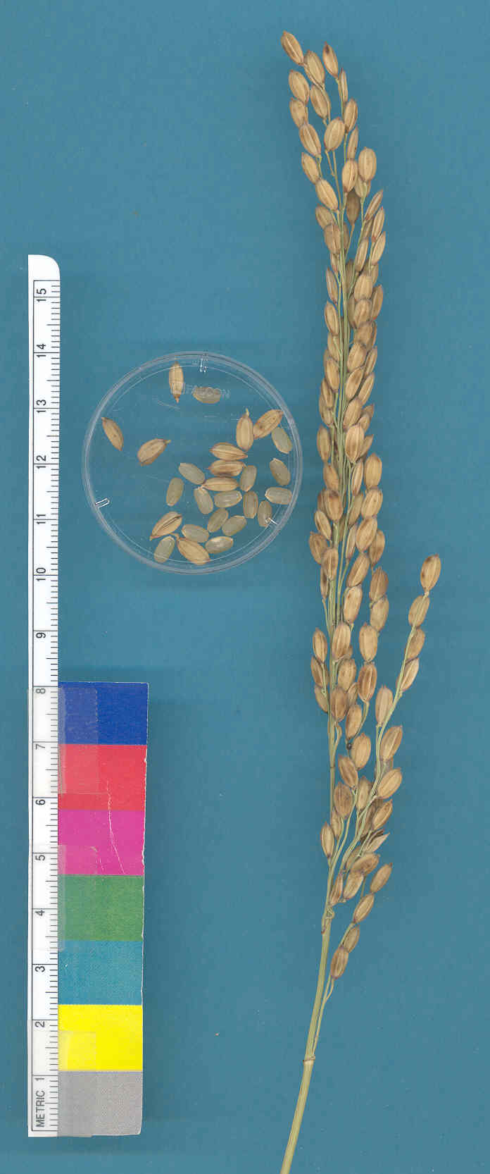 KERNELS