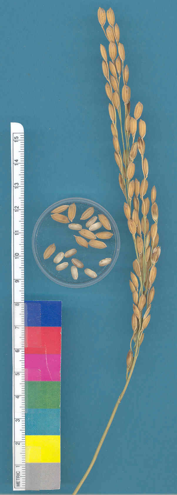 KERNELS
