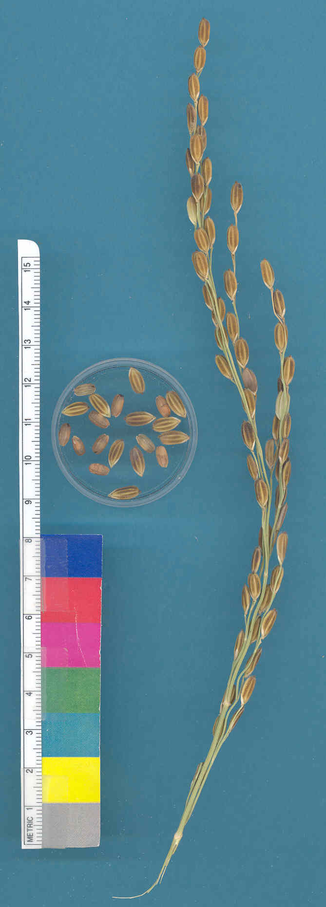 KERNELS