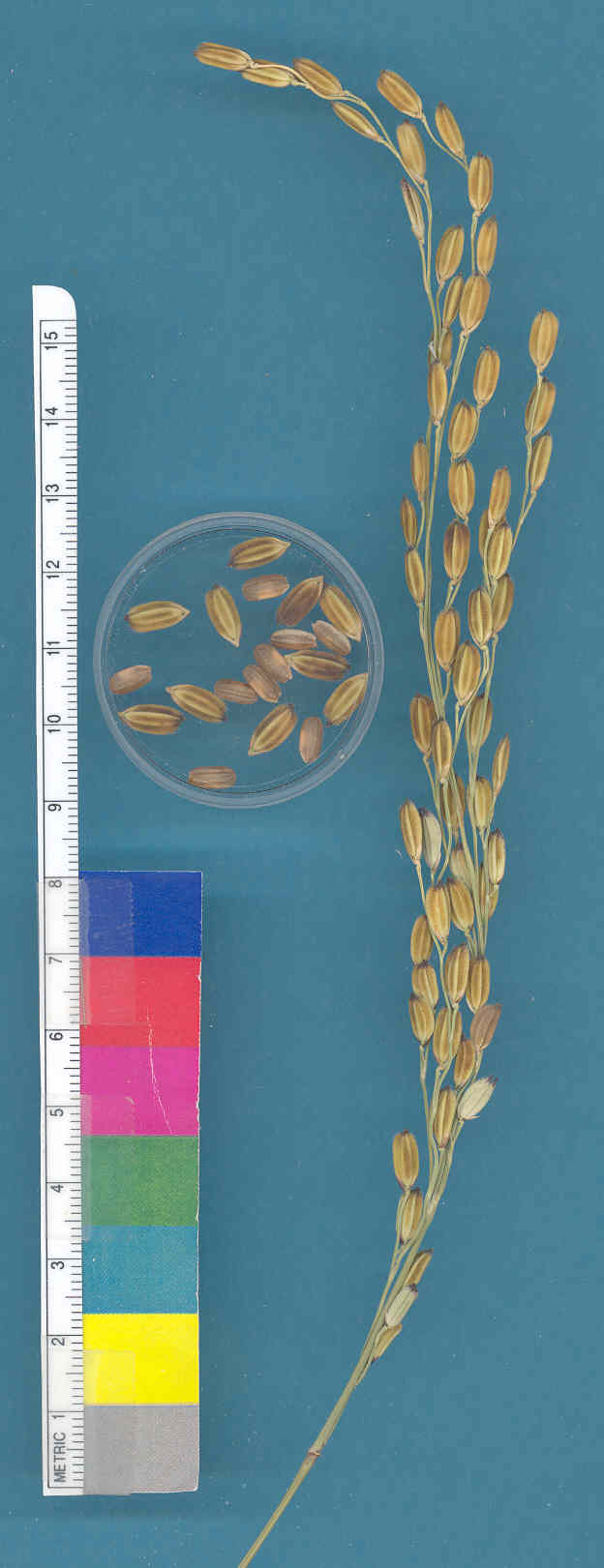 KERNELS
