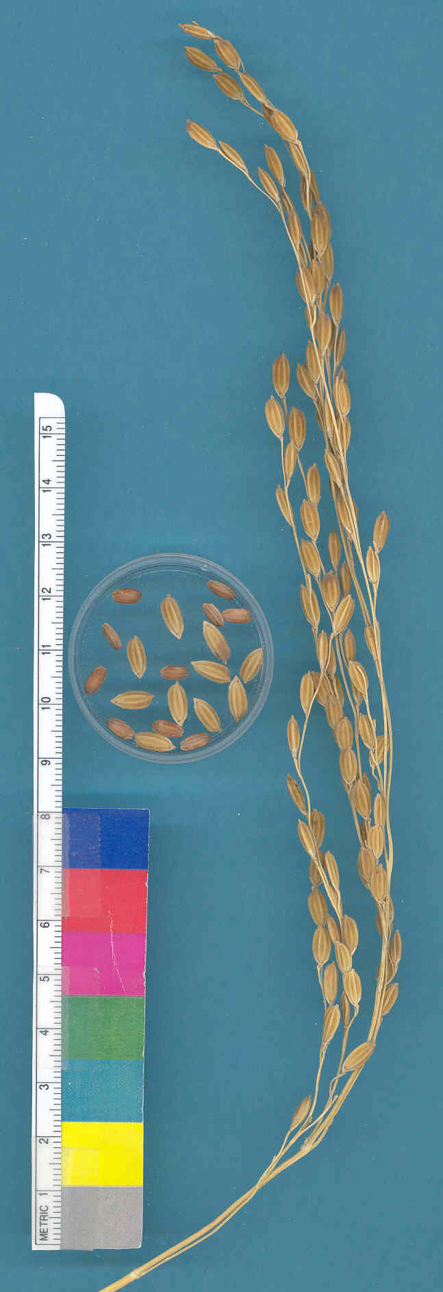 KERNELS