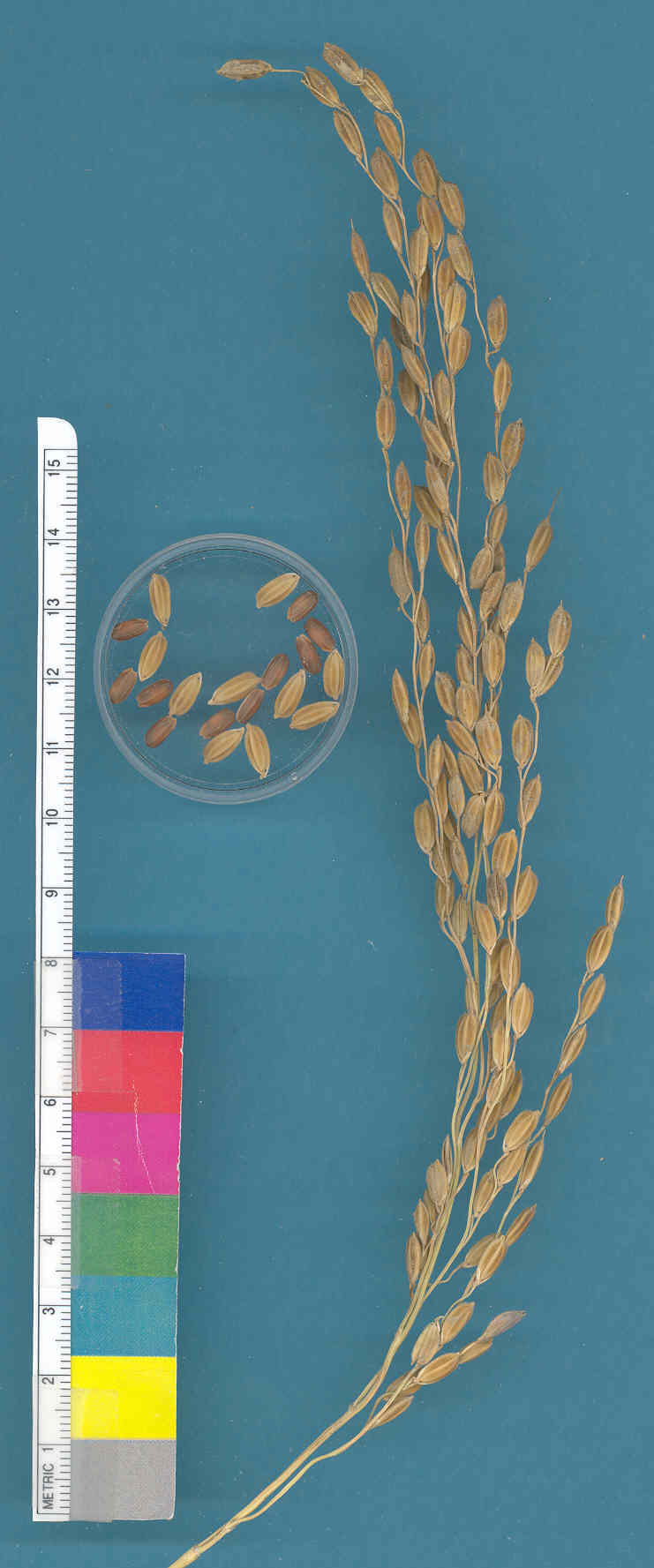 KERNELS