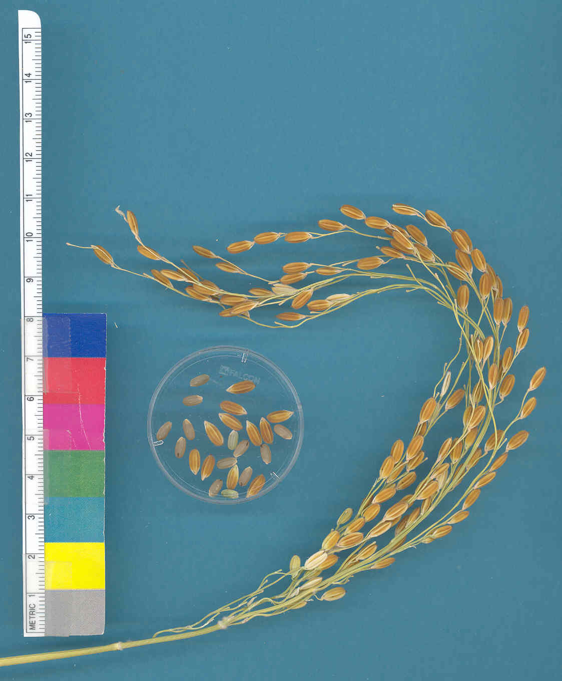 KERNELS