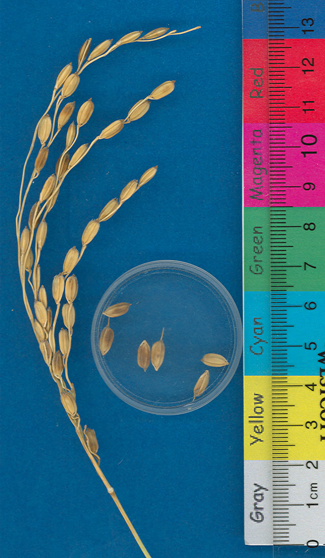KERNELS