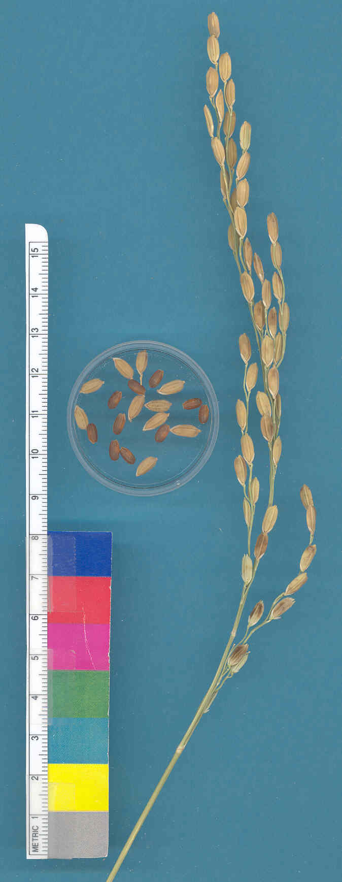 KERNELS