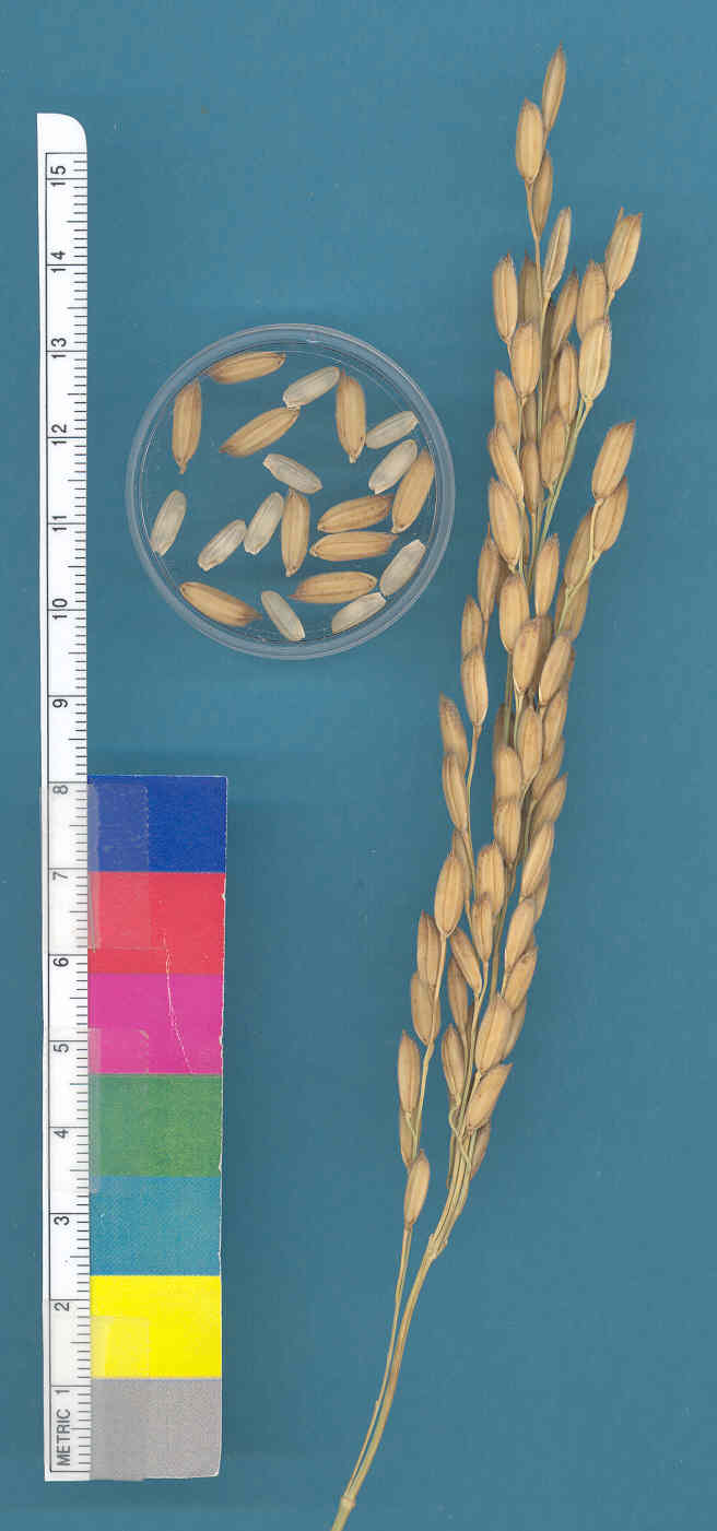 KERNELS