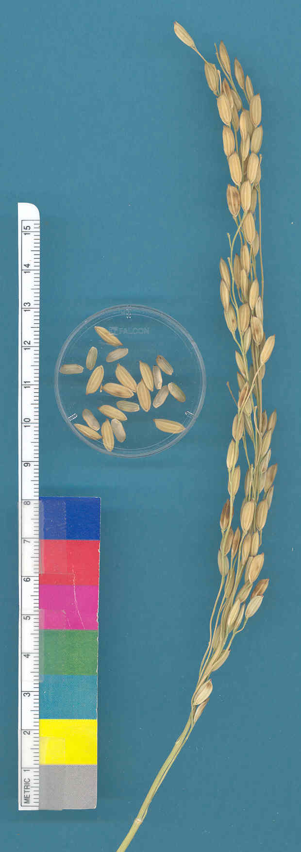 KERNELS