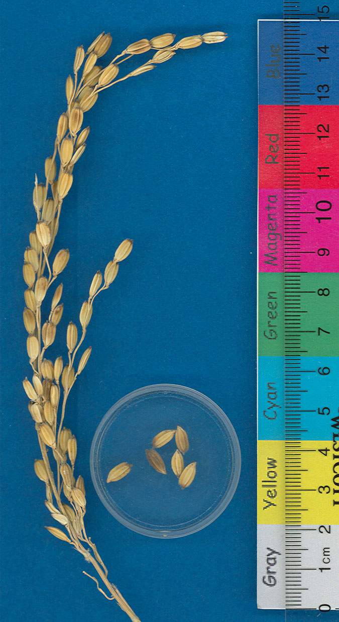 KERNELS