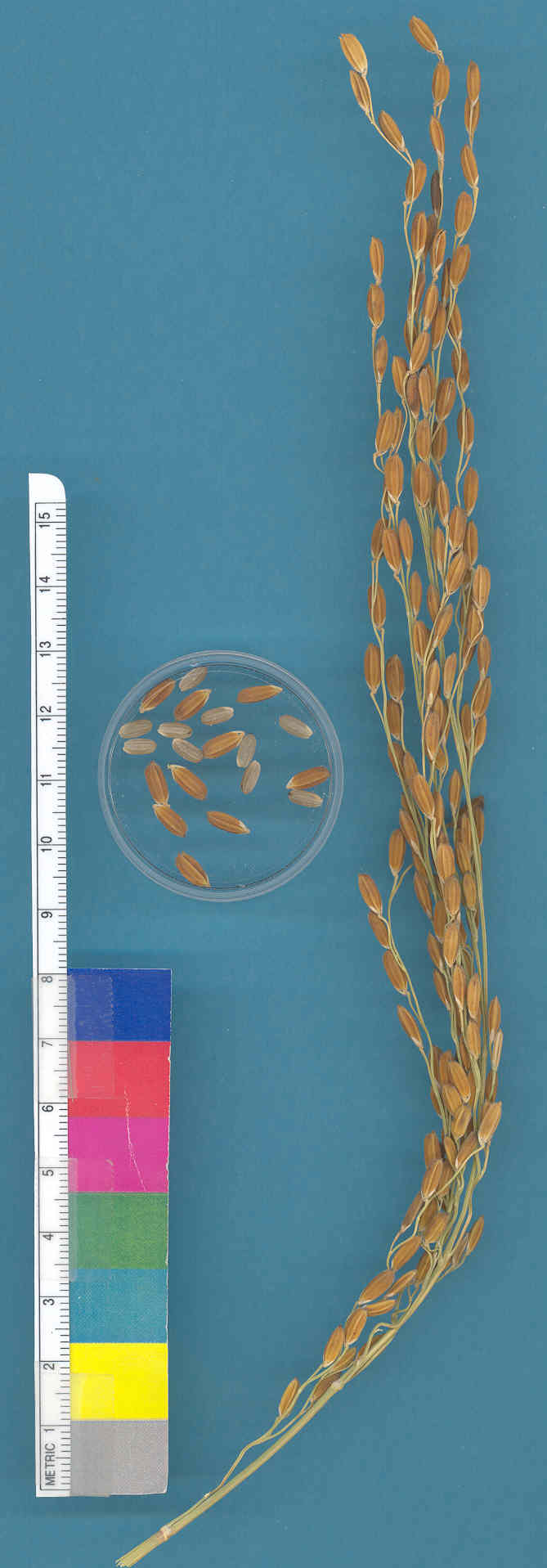 KERNELS