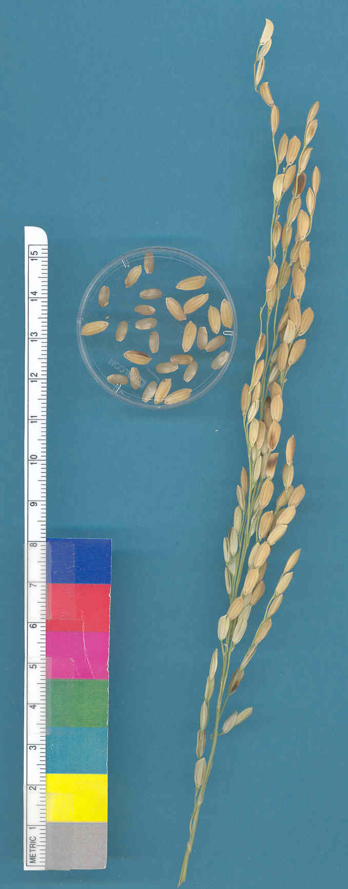 KERNELS
