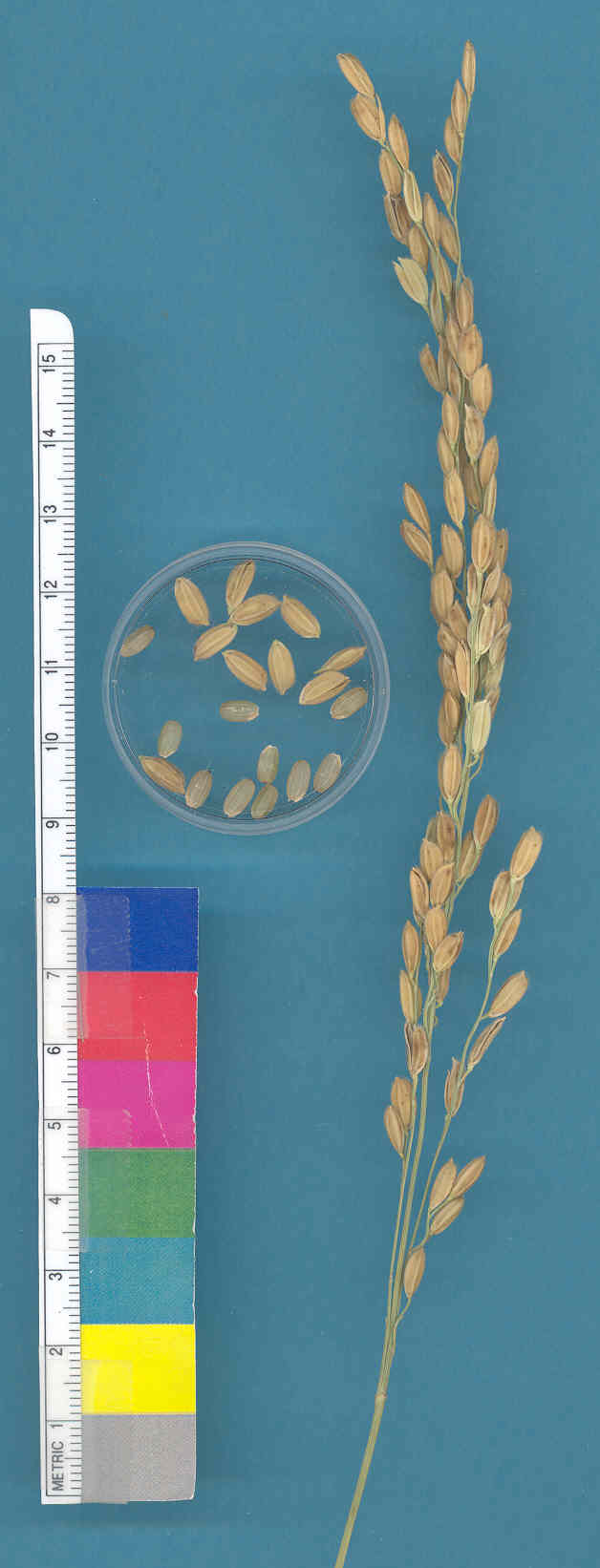 KERNELS