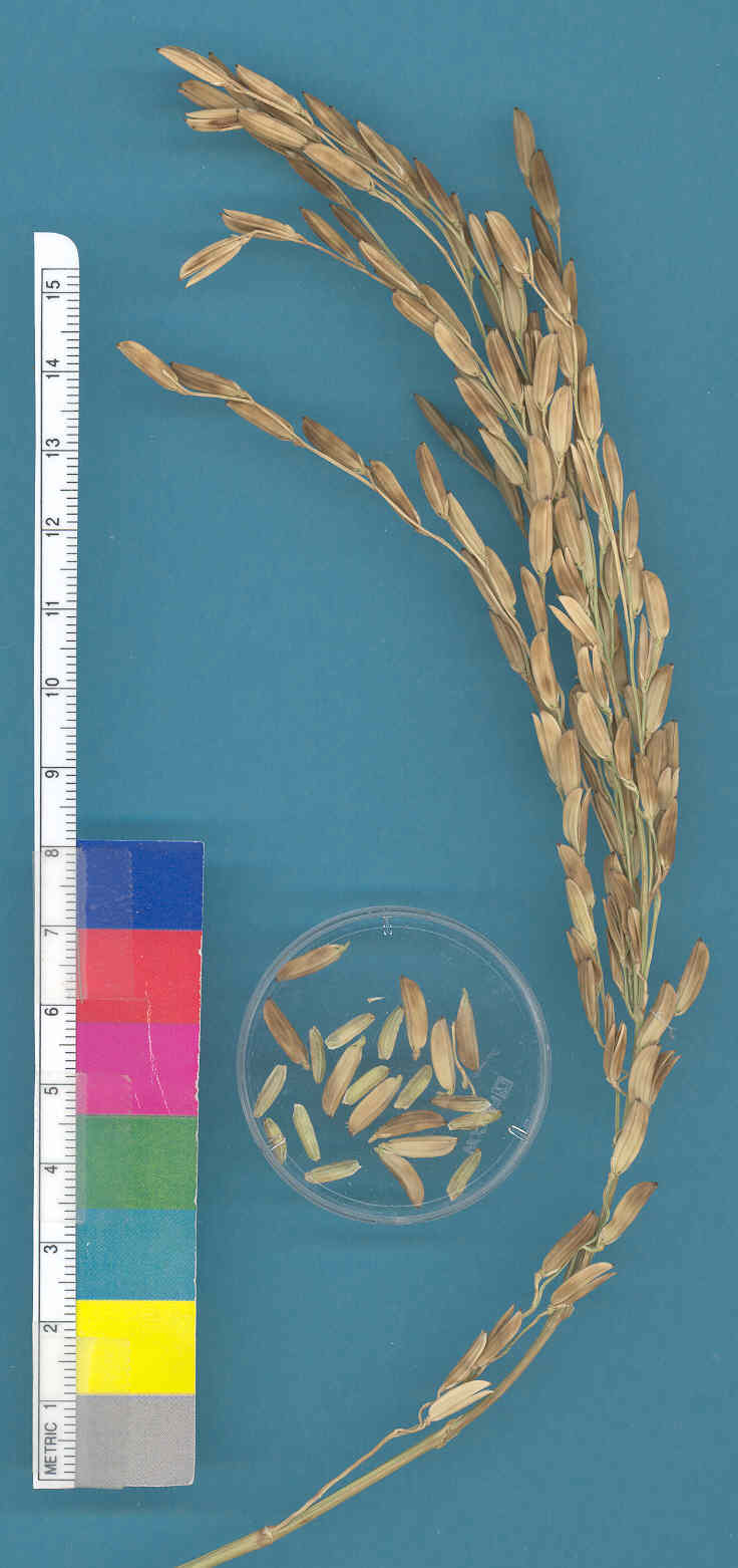 KERNELS