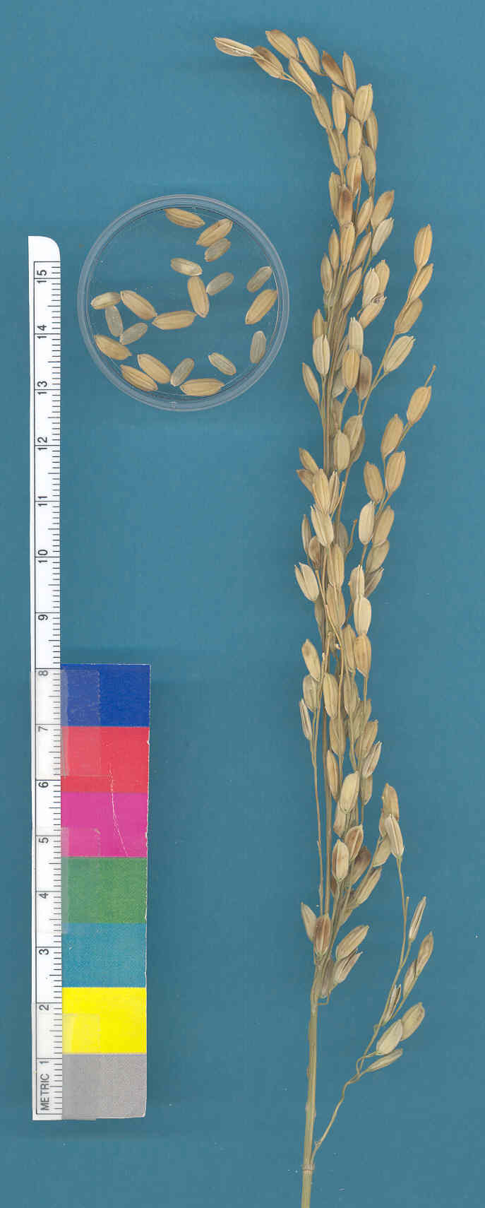 KERNELS