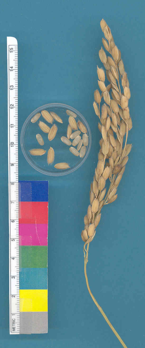 KERNELS