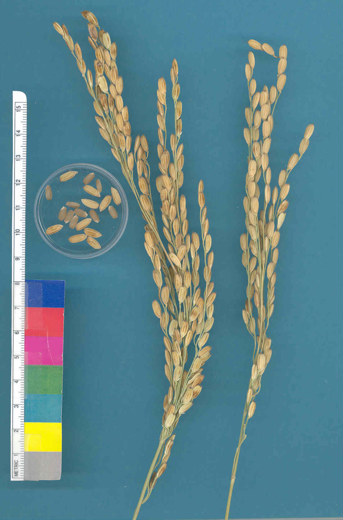 KERNELS