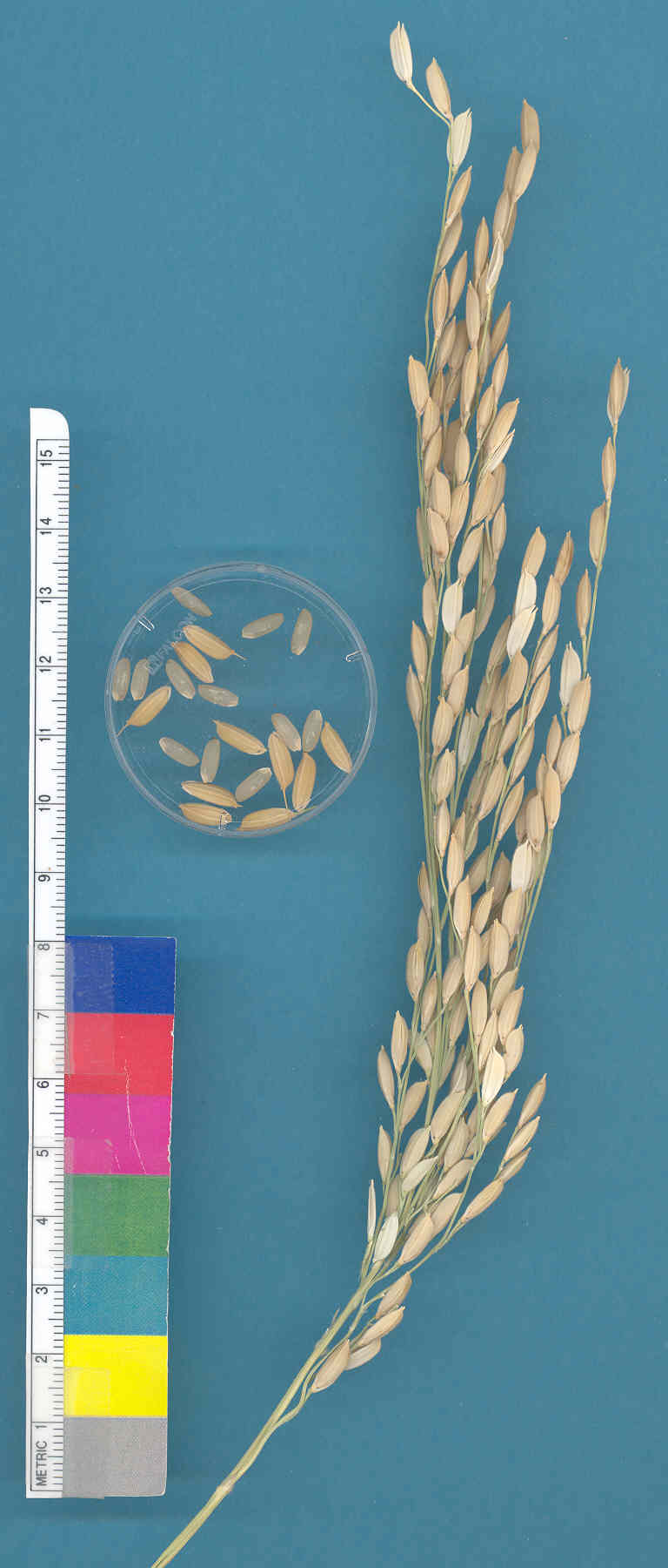 KERNELS