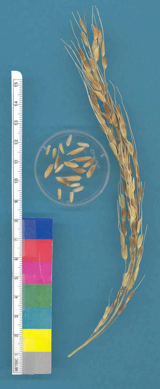 KERNELS