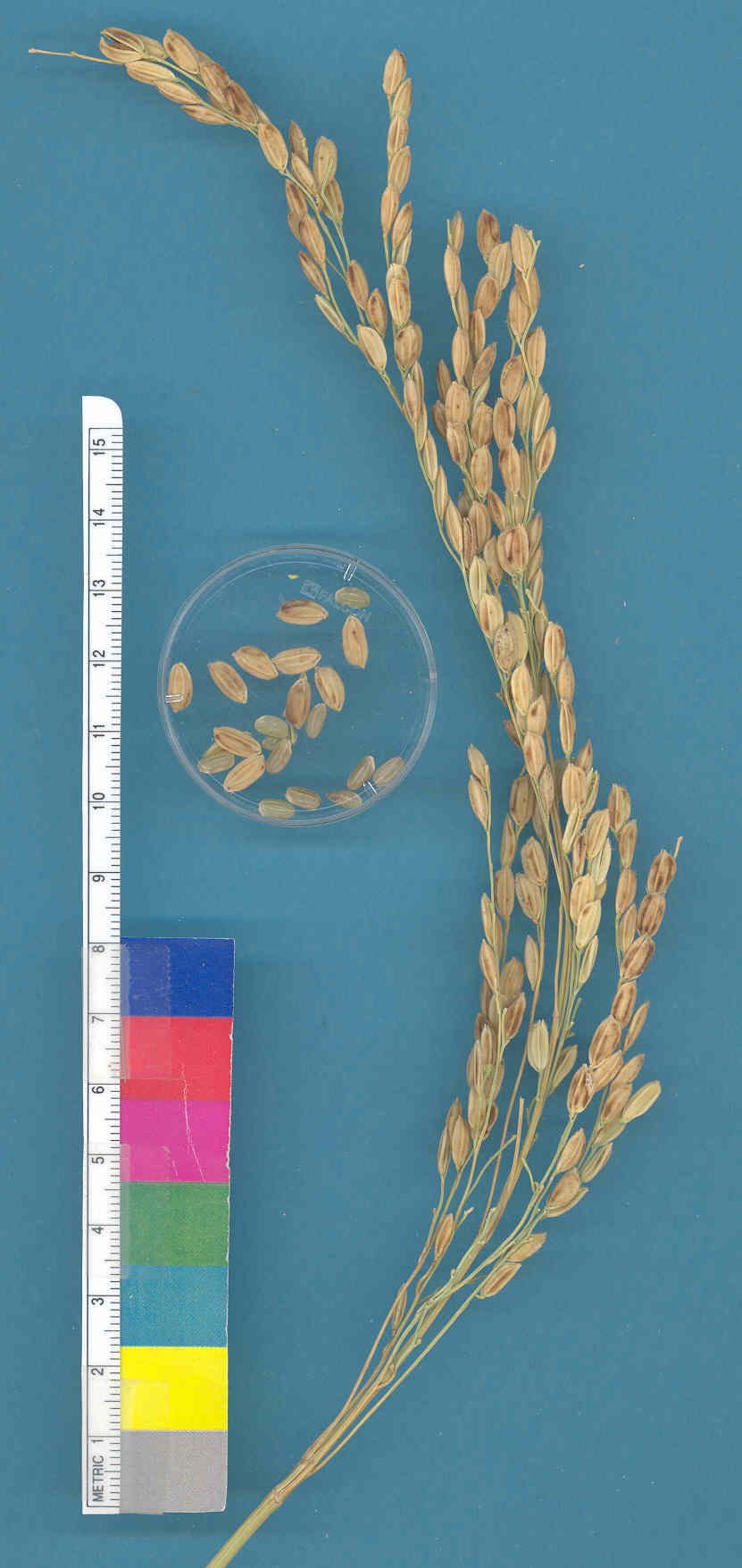 KERNELS