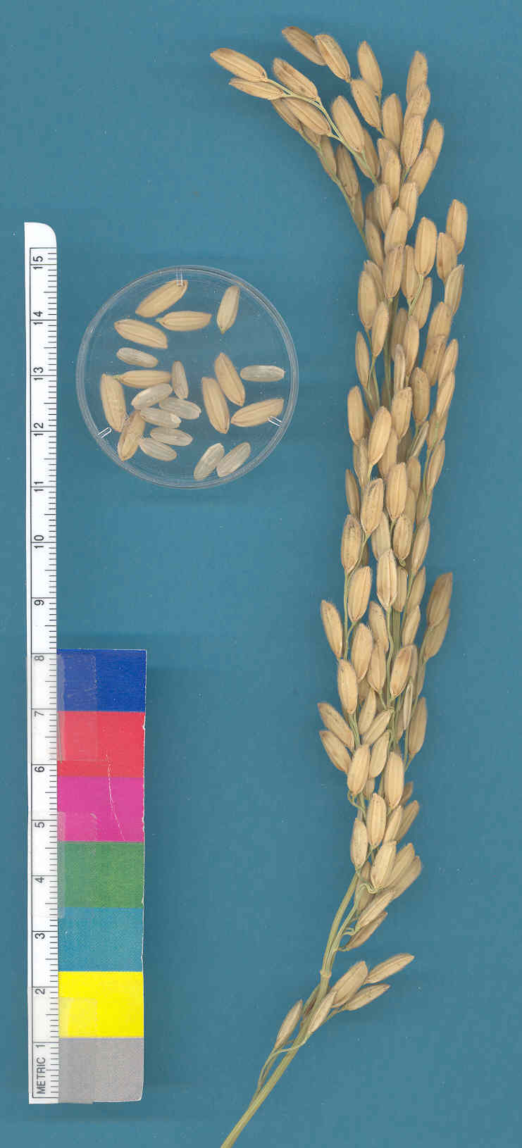 KERNELS