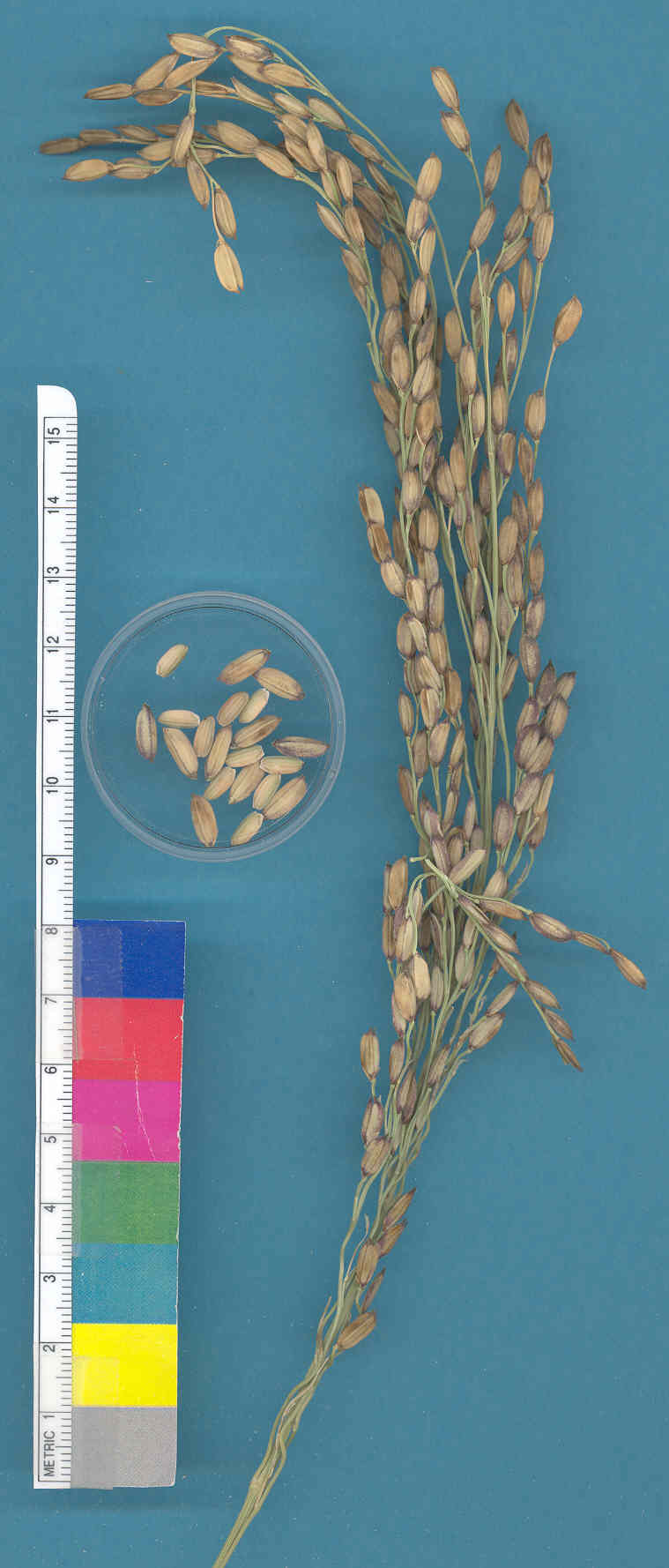 KERNELS