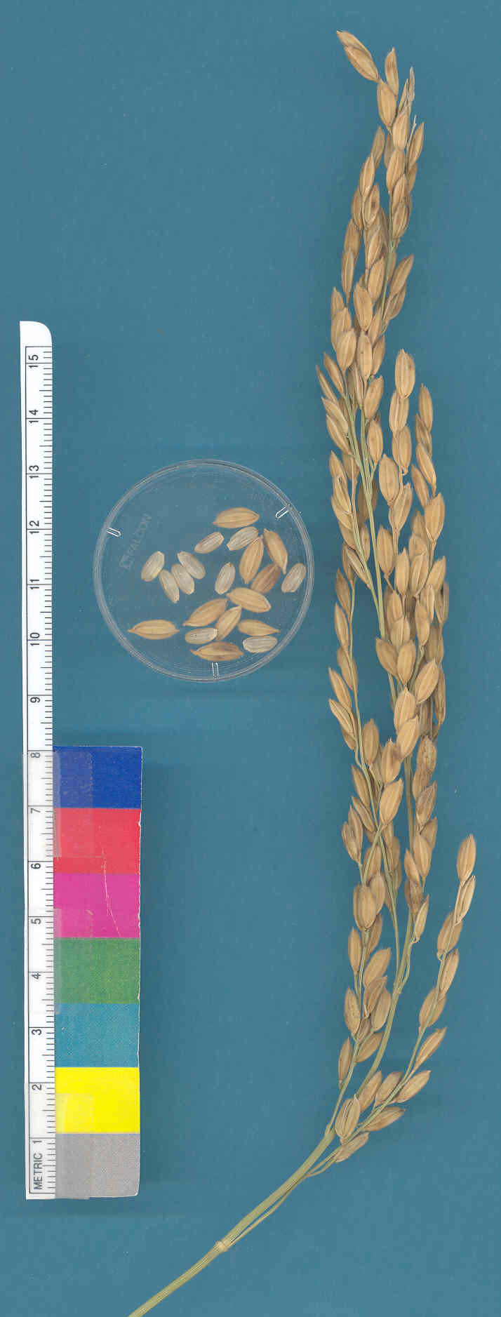 KERNELS