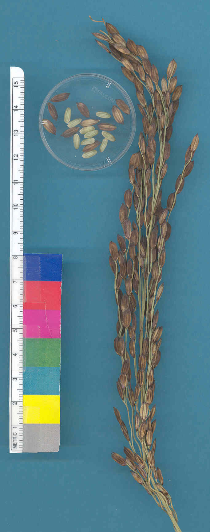 KERNELS