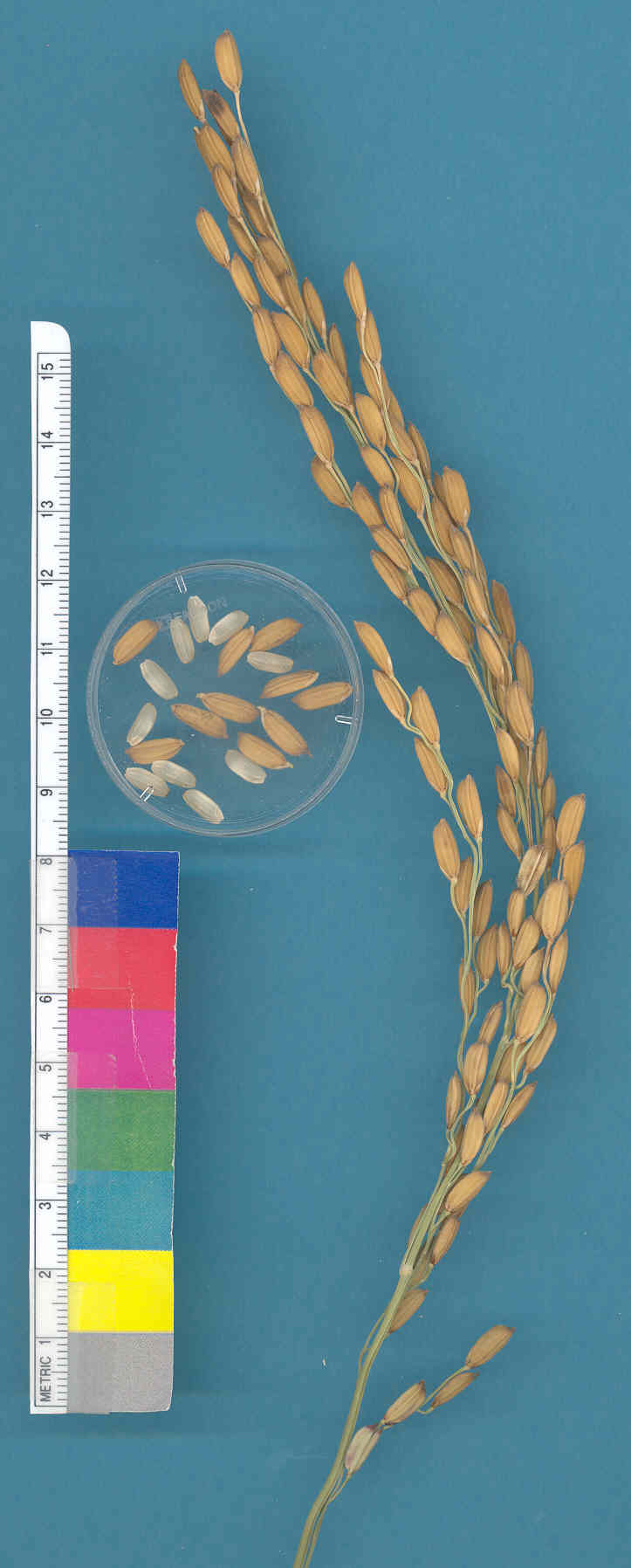 KERNELS
