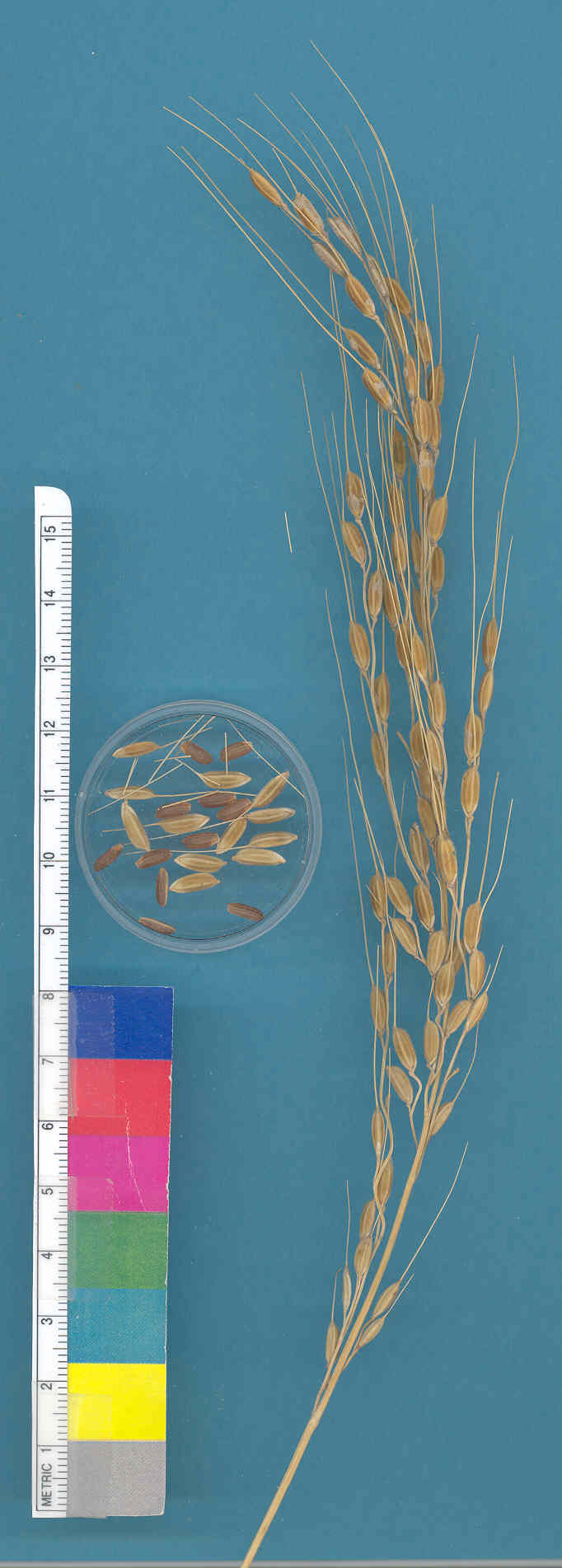 KERNELS