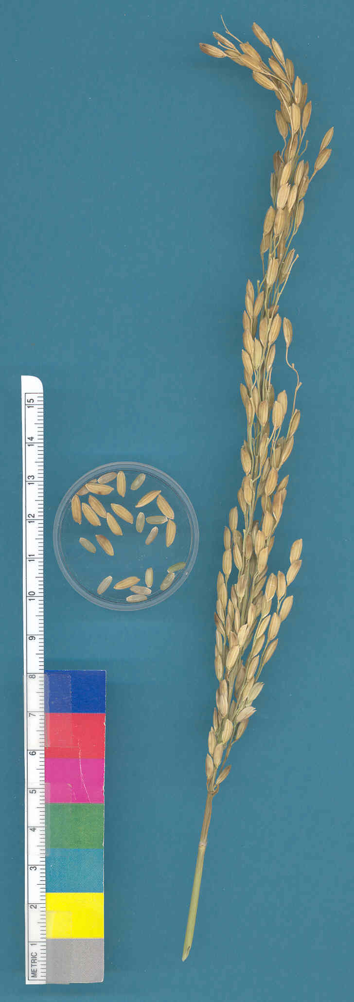 KERNELS