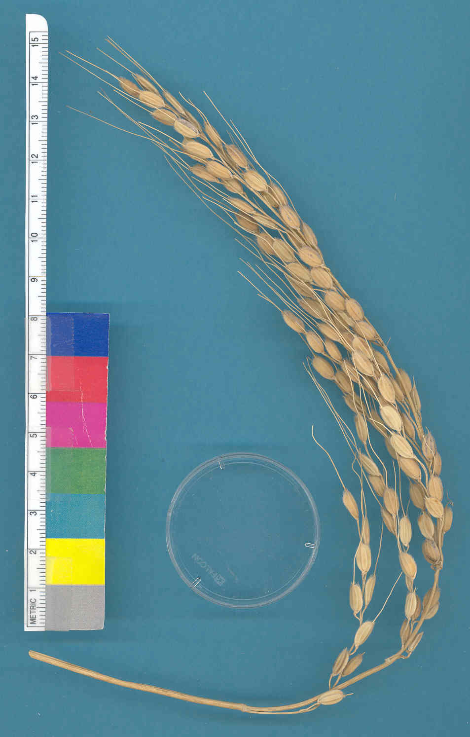 KERNELS