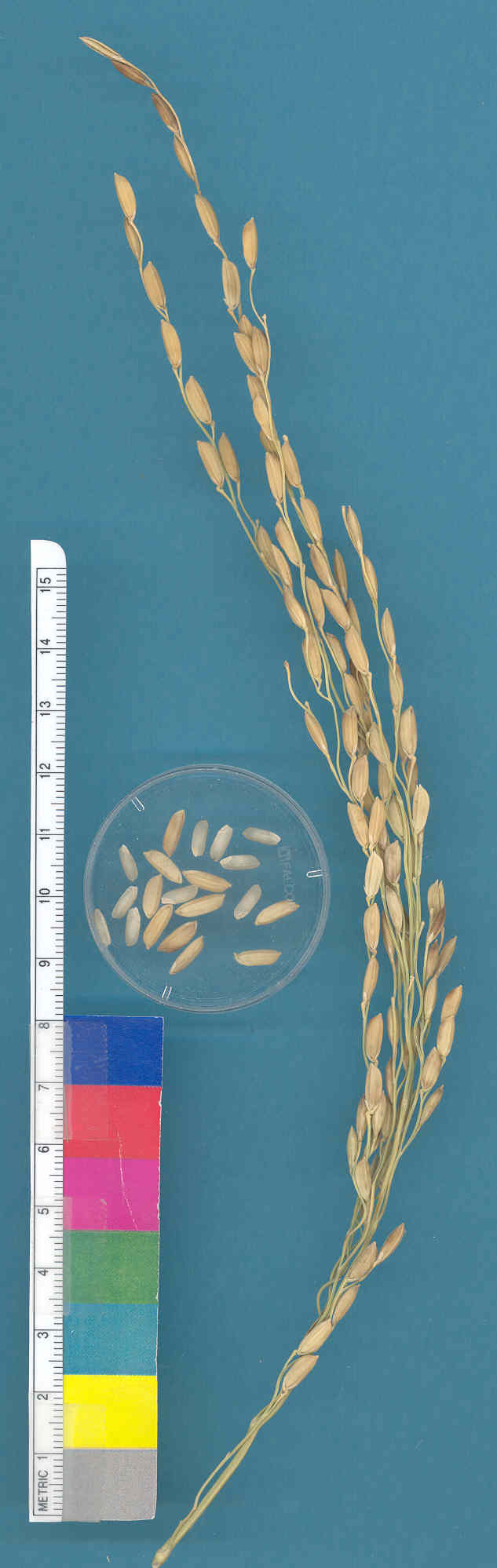 KERNELS