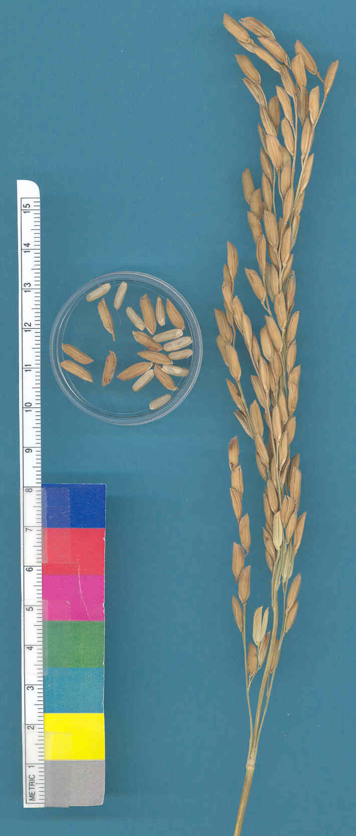 KERNELS