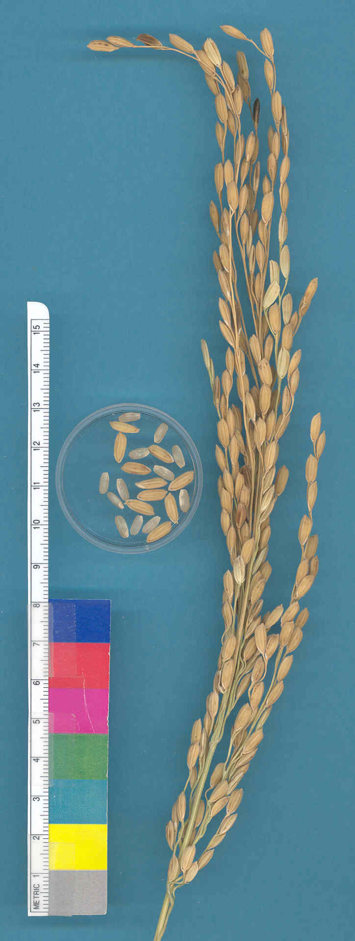 KERNELS
