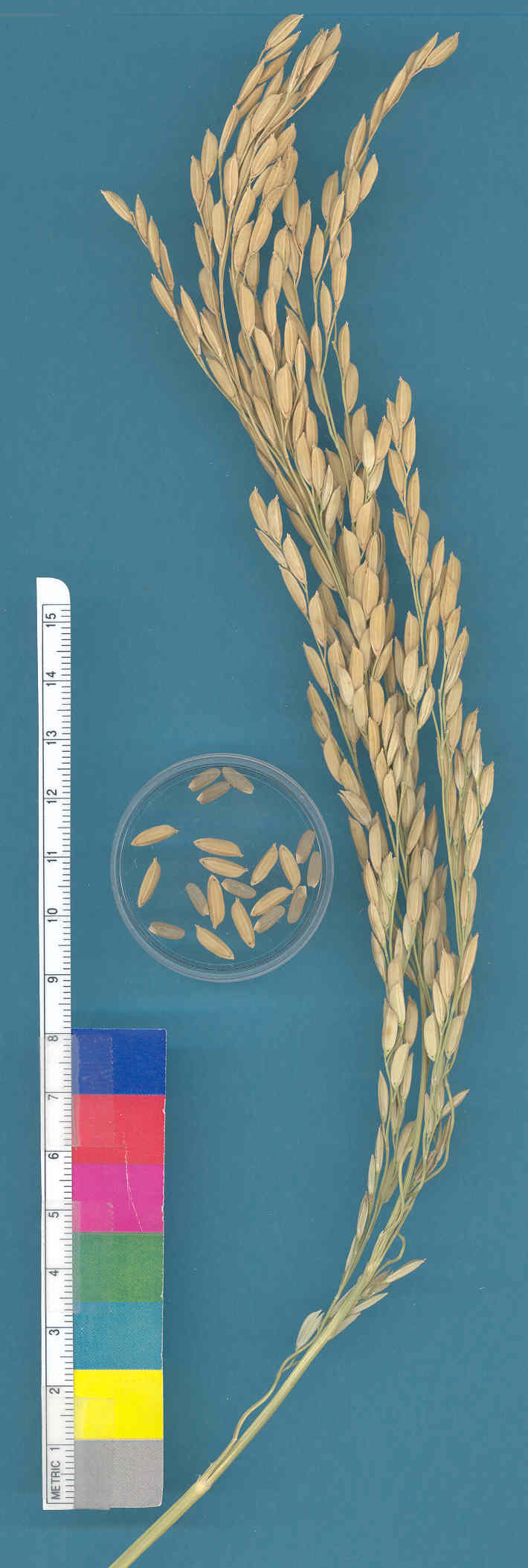 KERNELS