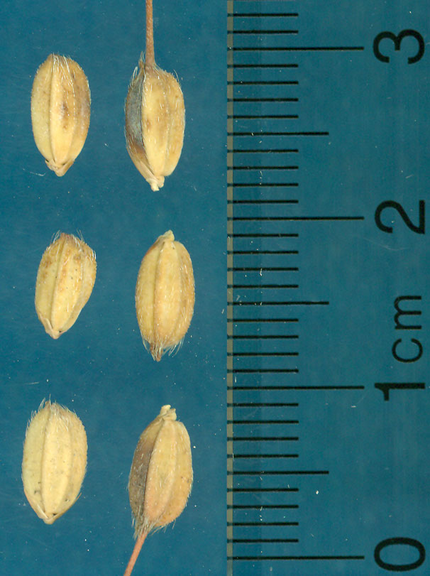 Click for 3 image(s) for this accession. KERNELS