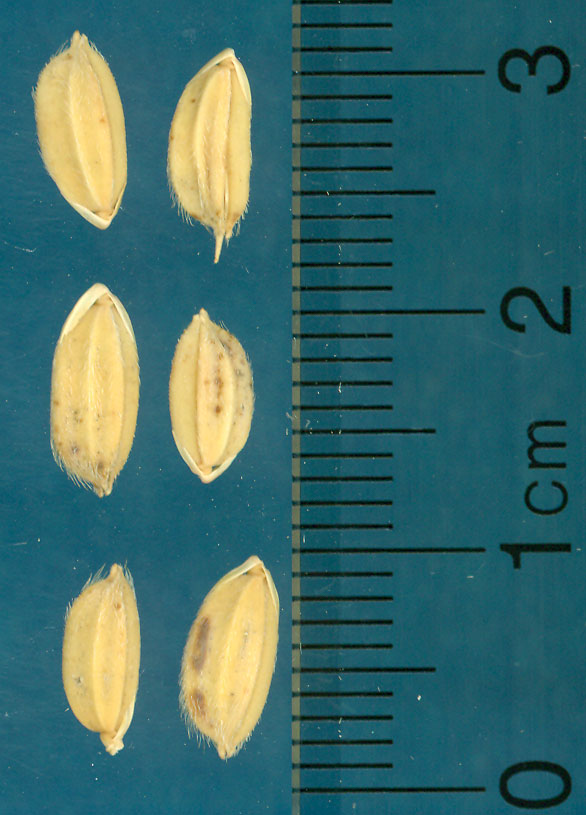 Click for 3 image(s) for this accession. KERNELS