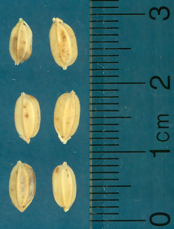 KERNELS
