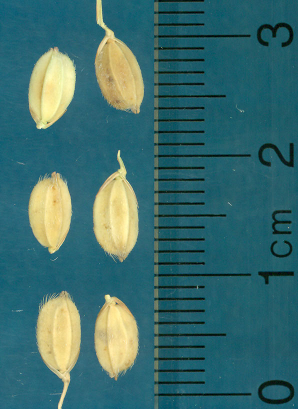 Click for 3 image(s) for this accession. KERNELS