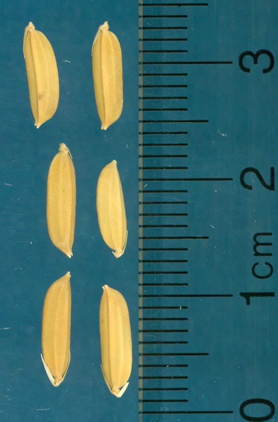 Click for 3 image(s) for this accession. KERNELS