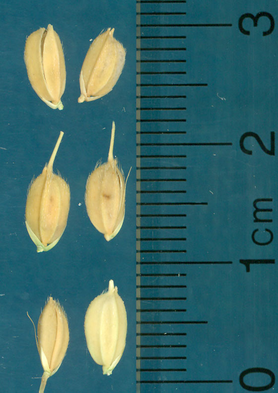 Click for 3 image(s) for this accession. KERNELS