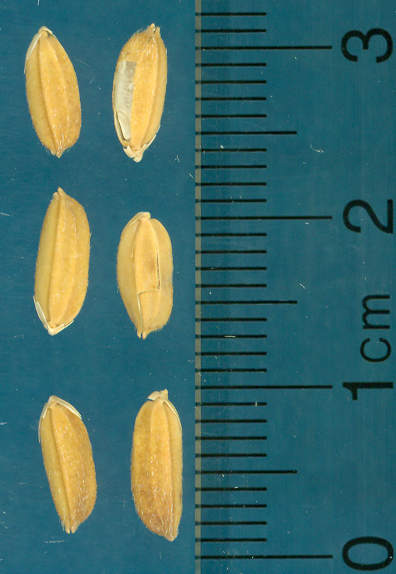 Click for 3 image(s) for this accession. KERNELS