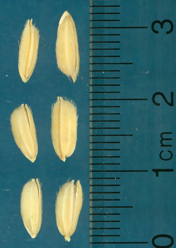 Click for 4 image(s) for this accession. KERNELS