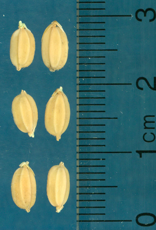 Click for 3 image(s) for this accession. KERNELS