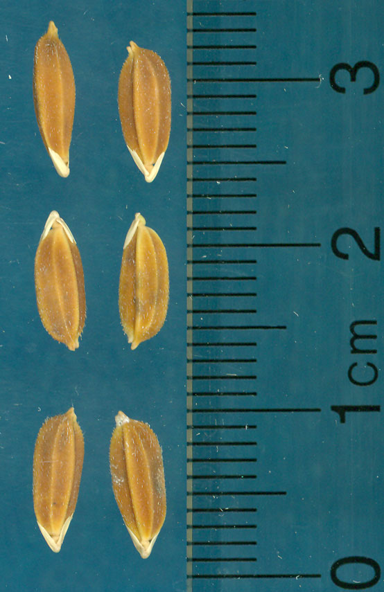 Click for 3 image(s) for this accession. KERNELS