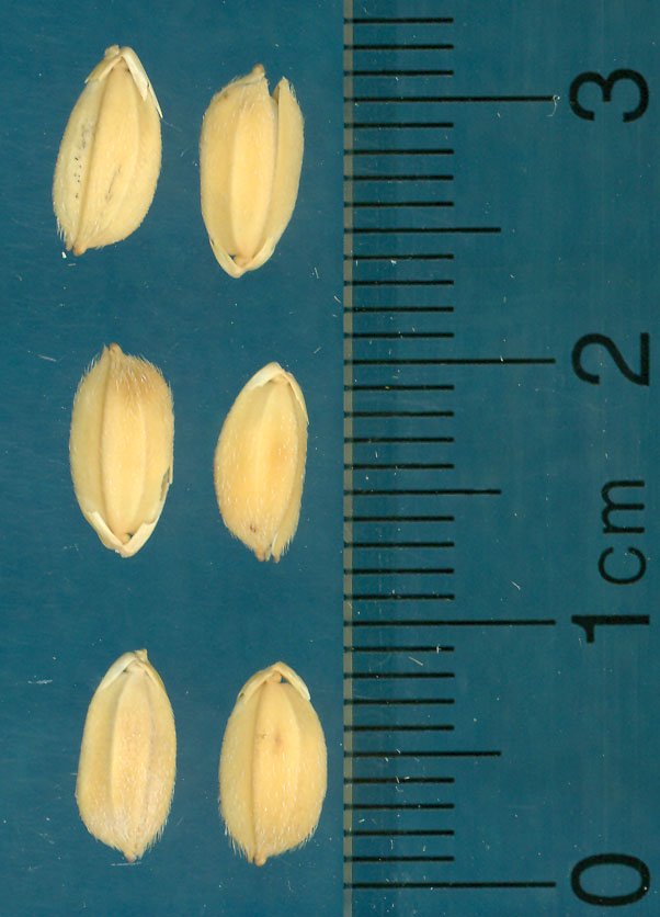Click for 4 image(s) for this accession. KERNELS