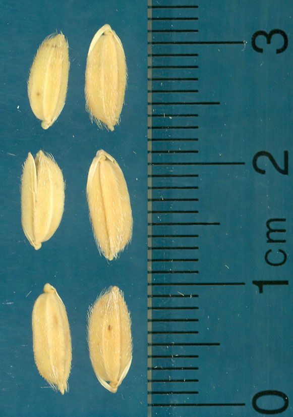Click for 3 image(s) for this accession. KERNELS