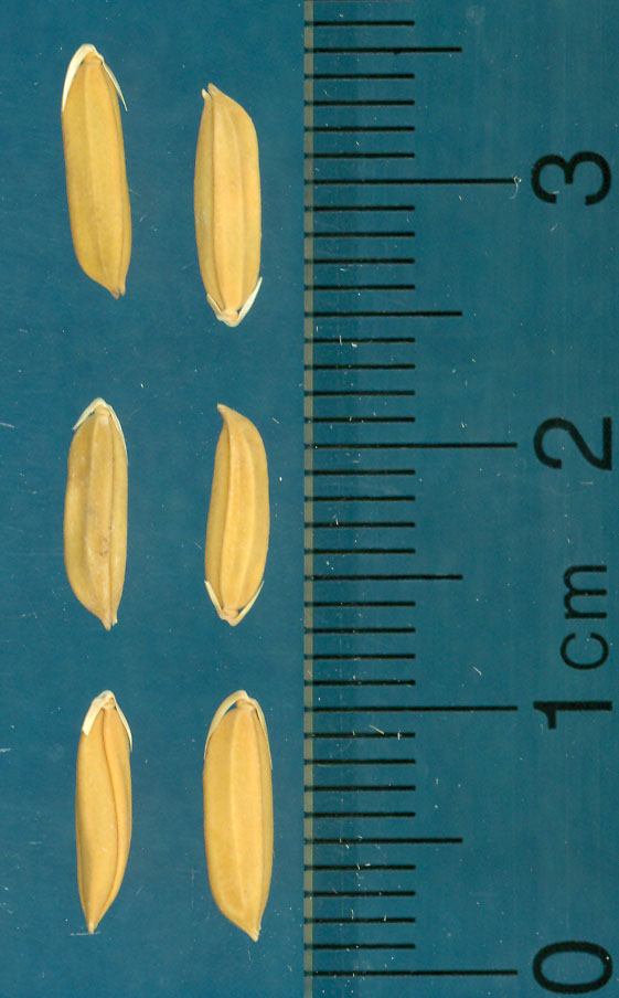 Click for 3 image(s) for this accession. KERNELS