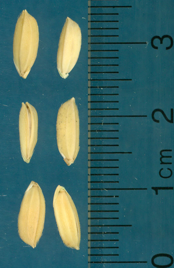 Click for 3 image(s) for this accession. KERNELS