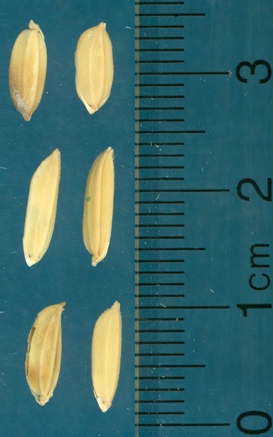 Click for 3 image(s) for this accession. KERNELS